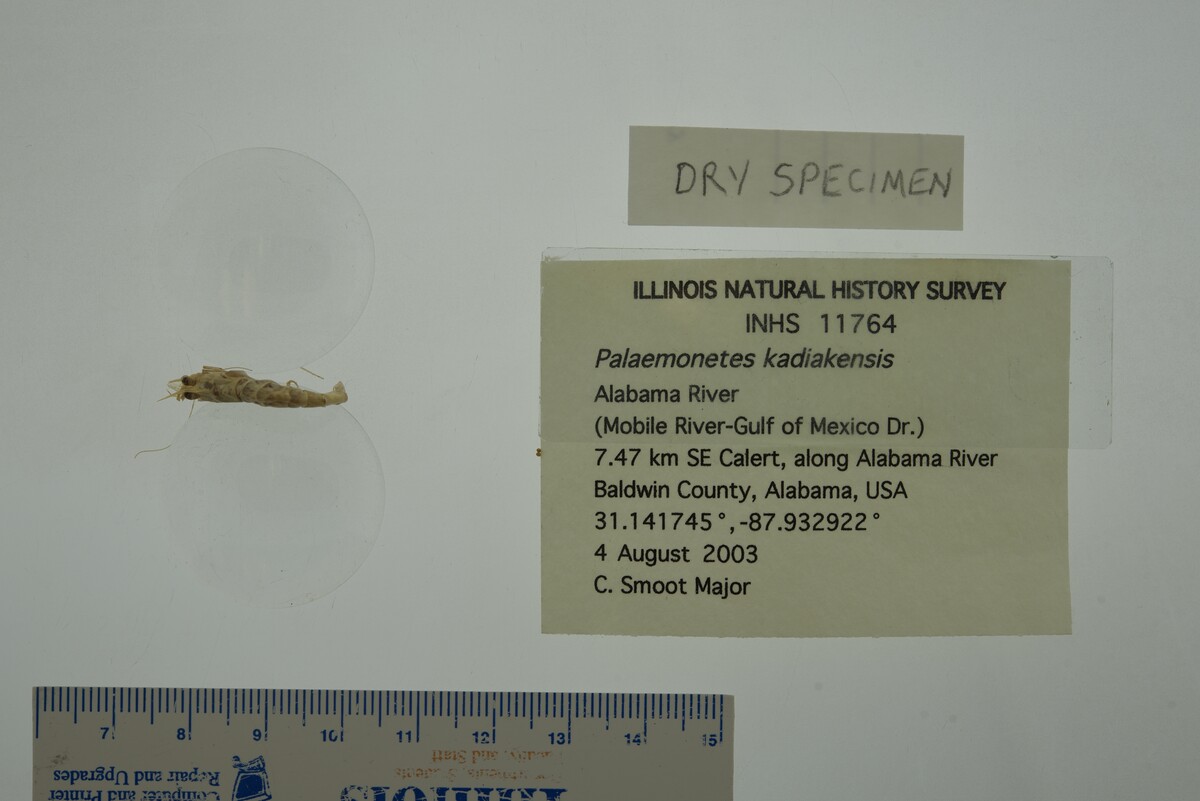 Palaemonetes kadiakensis image